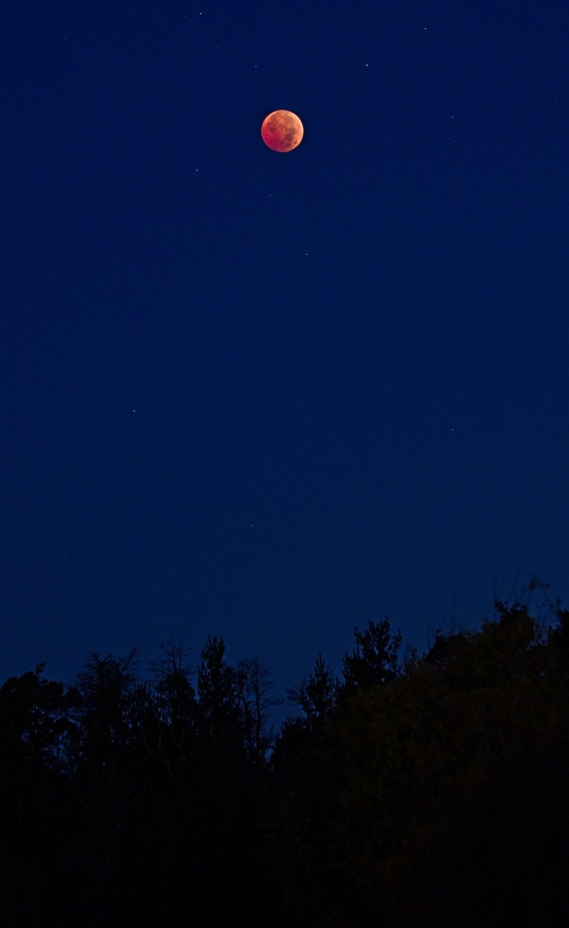 A nighttime landscape featuring a glowing red-orange full moon, likely during a lunar eclipse, set against a deep blue starry sky. The lower portion of the image shows dark silhouettes of trees and forest foliage along the horizon.